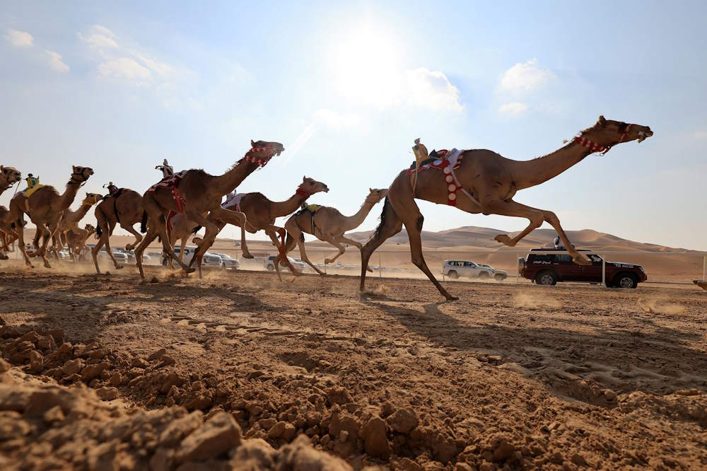 abudhabi-liwa-festival-pic-2024